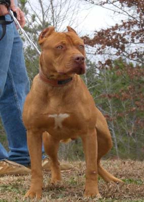 King is a Red Red Nose Pit Bull